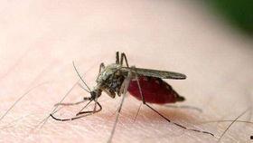 爆料大蚊子的视频大全播放,惊悚瞬间直击眼球  第1张